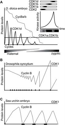 Evolution of CDK1 Paralog Specializations in a Lineage With Fast Developing Planktonic Embryos